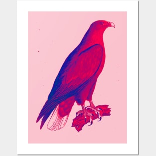 hawk,bald eagle,falcon,golden eagle,birdie,bird,bird of prey,raptor,aquila,vulture,heron,golf game,golf,eaglet,condor,haliaeetus,harpy eagle,beak,eagle putt,bird of jove,accipitridae,score,pigeon,owl,osprey Posters and Art